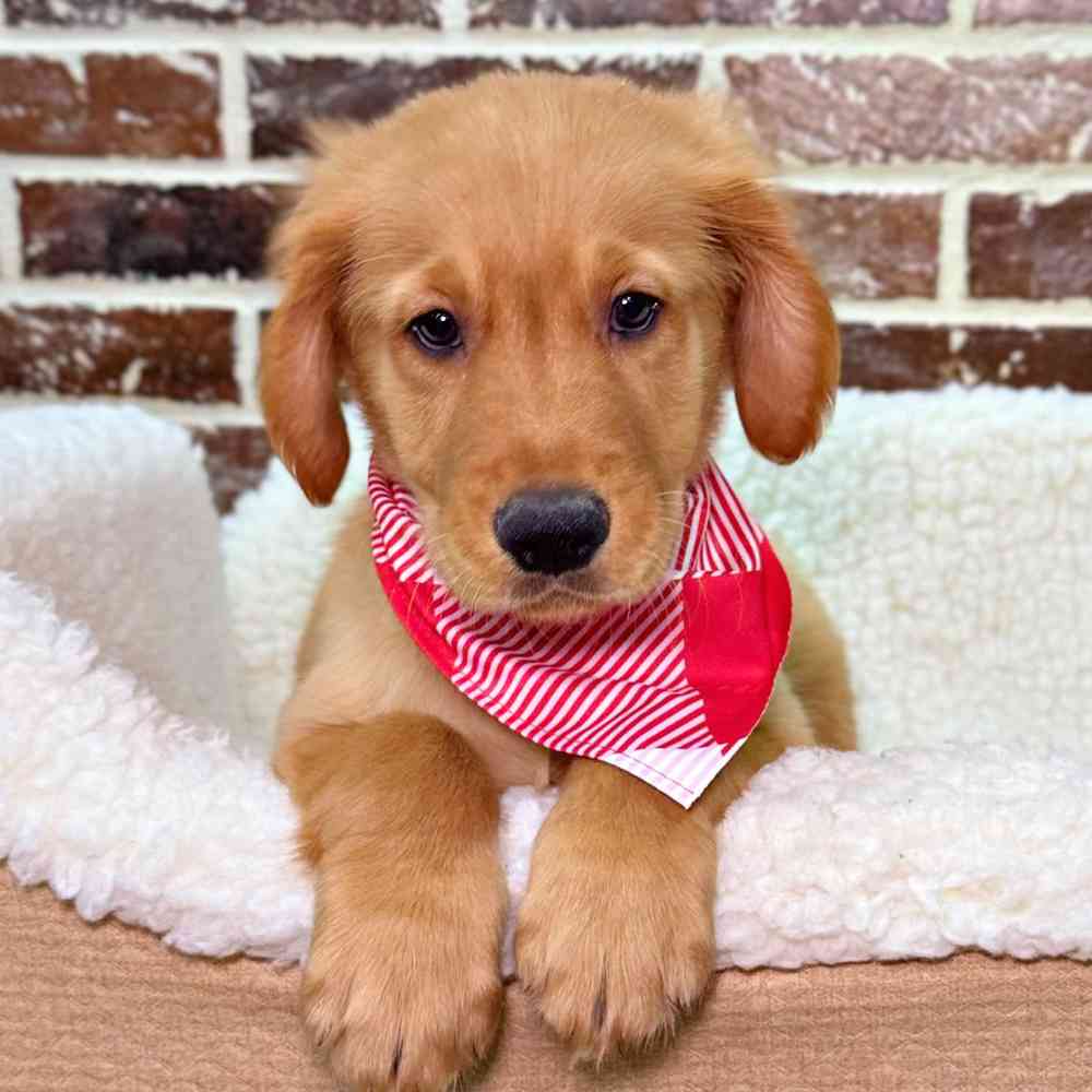 Male Golden Retriever puppy for sale at Shake A Paw Union.