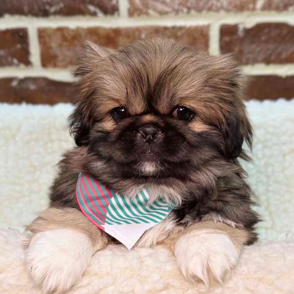 Female Pekingese puppy for sale at Shake A Paw Union.