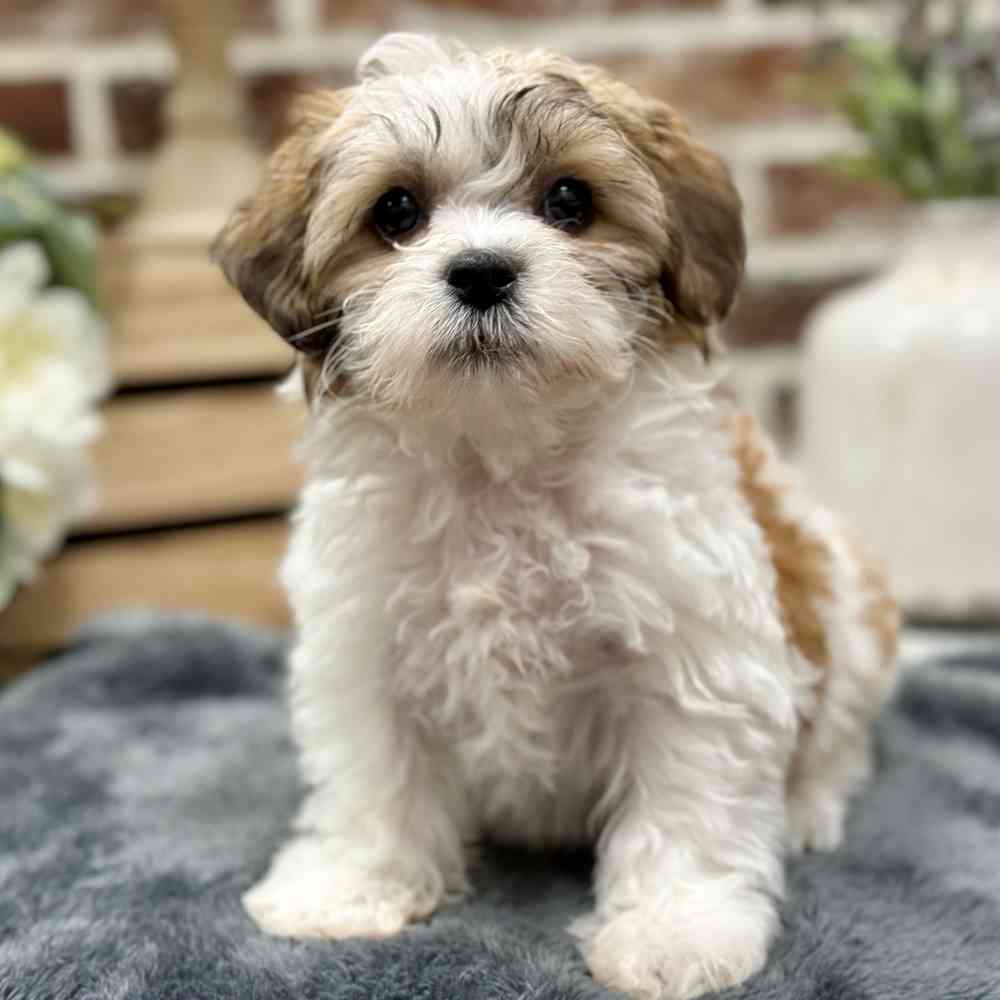 Female Shih Tzu / Bichon puppy for sale at Shake A Paw Union.