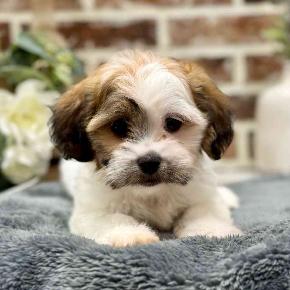 Female Havanese / Shih Tzu puppy for sale at Shake A Paw Union.