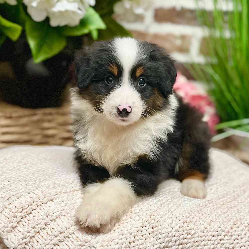 Male Mini Australian Shepherd puppy for sale at Shake A Paw Green Brook.