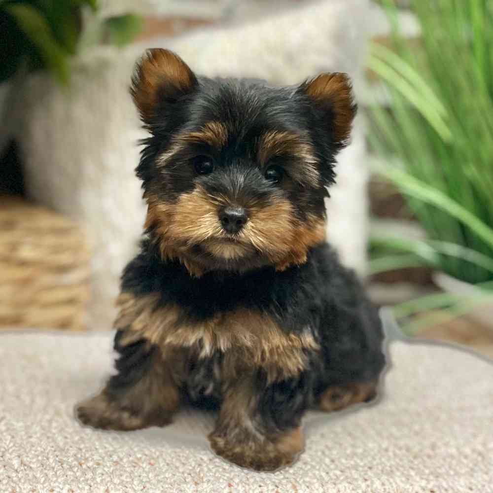 Male Yorkshire Terrier puppy for sale at Shake A Paw Green Brook.