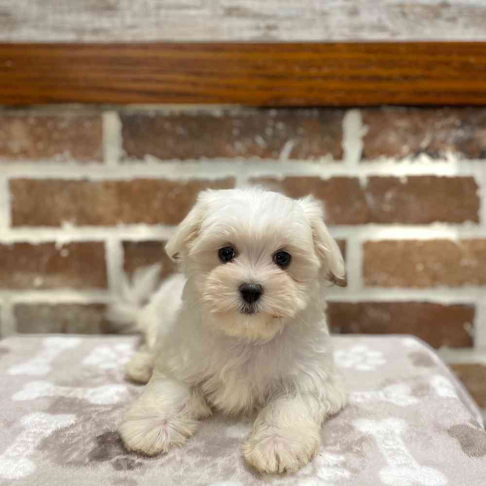 Female Maltese puppy for sale at Shake A Paw Green Brook.