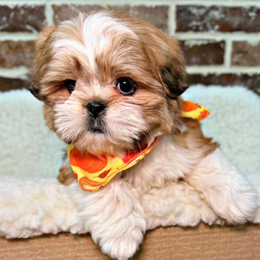 Female Shih Tzu puppy for sale at Shake A Paw Union.
