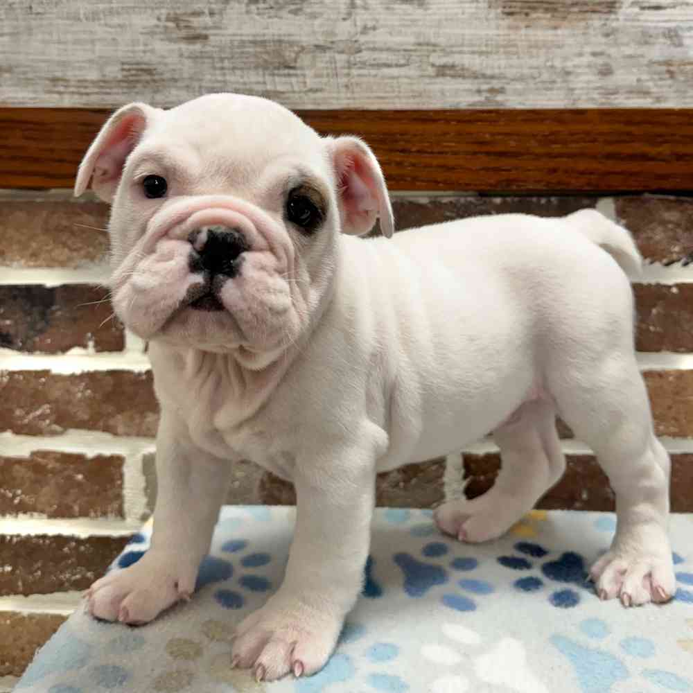 Male English Bulldog puppy for sale at Shake A Paw Green Brook.