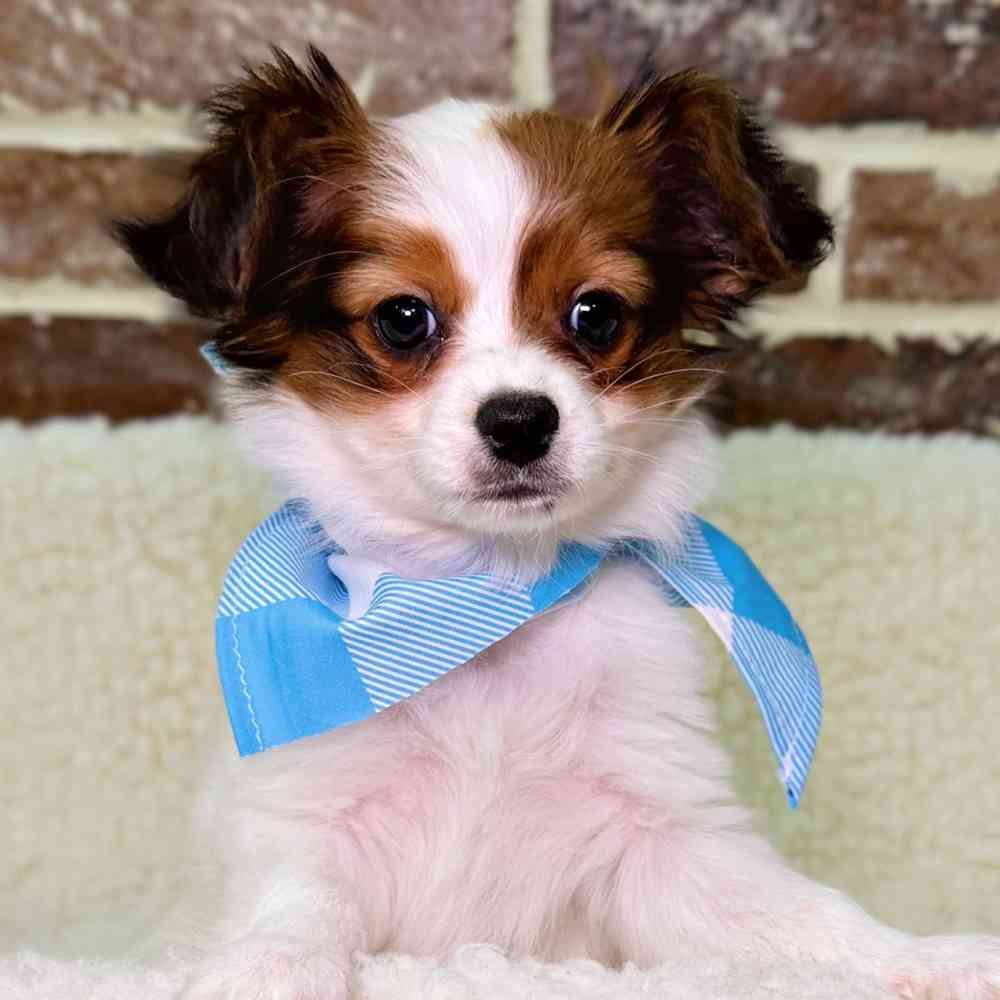 Male Papillon puppy for sale at Shake A Paw Union.