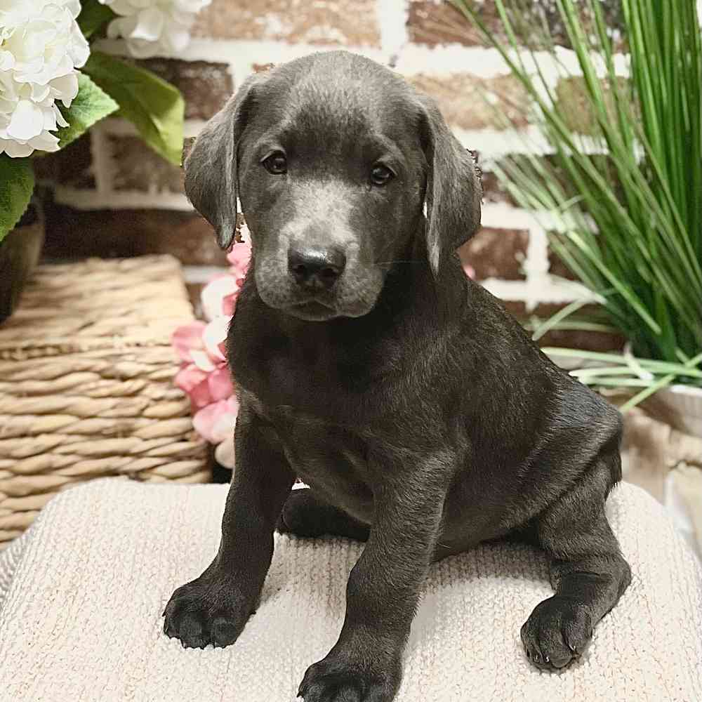 Male Labrador Retriever puppy for sale at Shake A Paw Green Brook.
