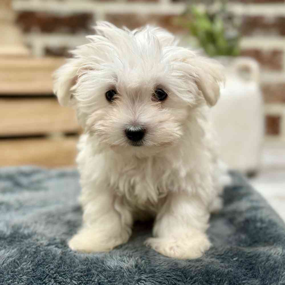 Male Maltese puppy for sale at Shake A Paw Union.