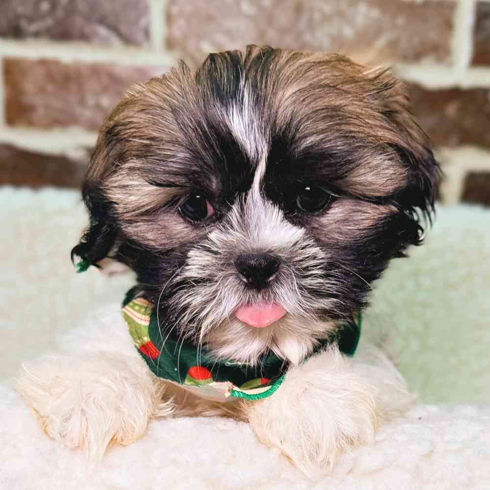 Male Shih Tzu puppy for sale at Shake A Paw Union.