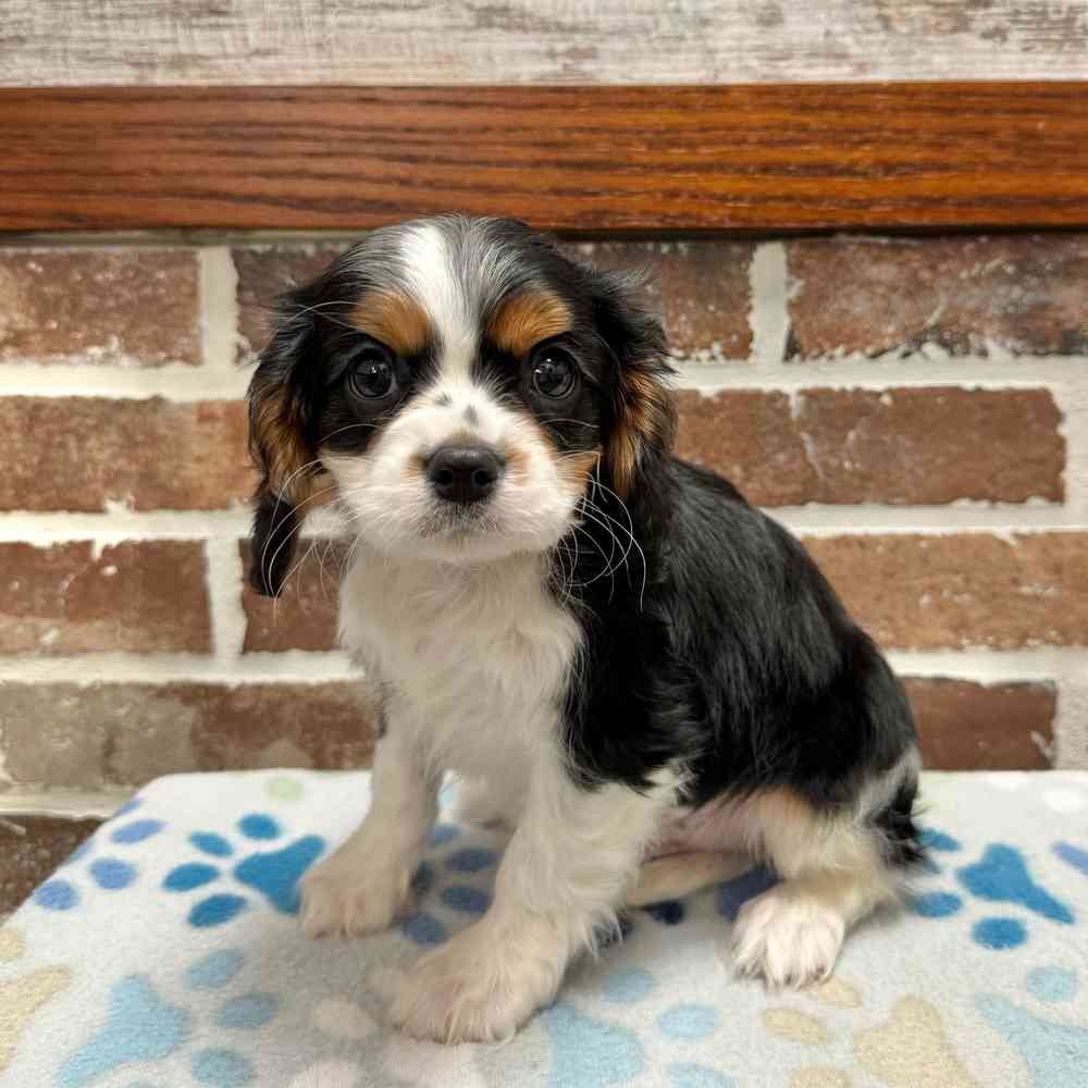Male Cavalier King Charles Spaniel puppy for sale at Shake A Paw Green Brook.
