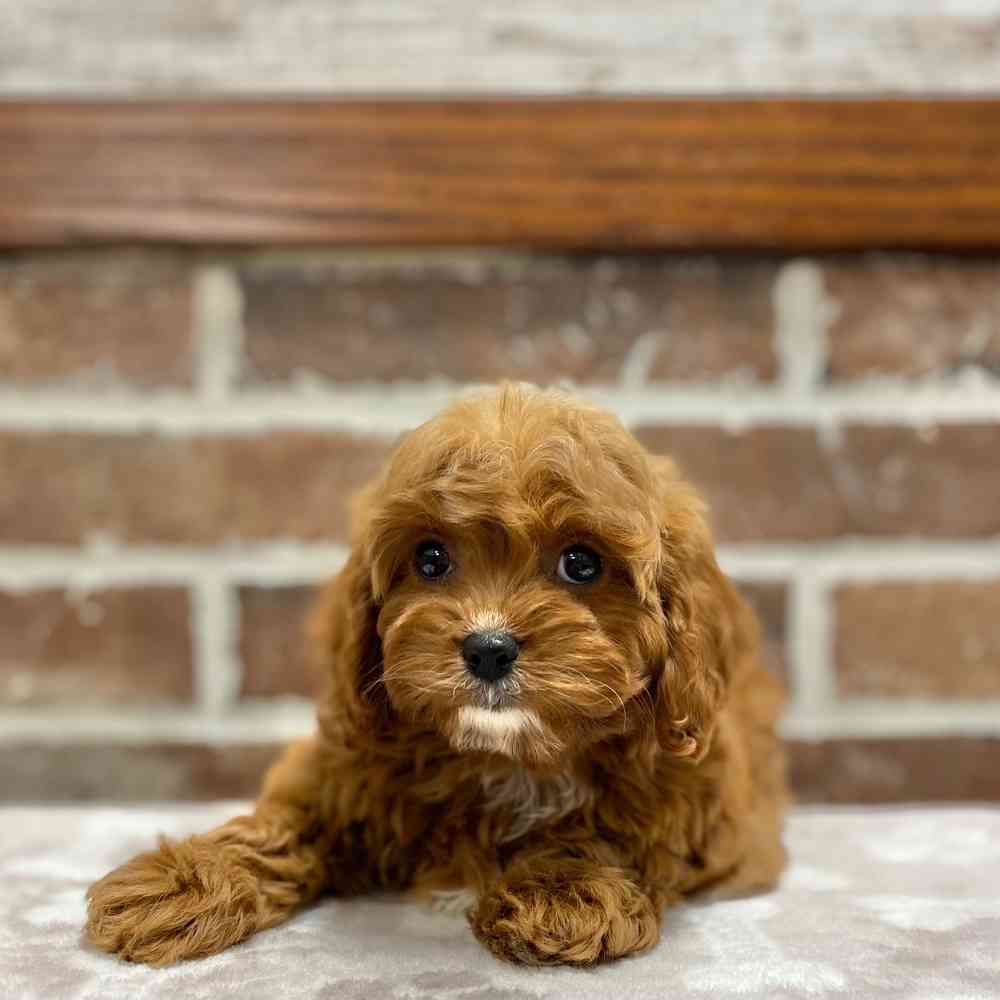 Male Cavapoo puppy for sale at Shake A Paw Green Brook.