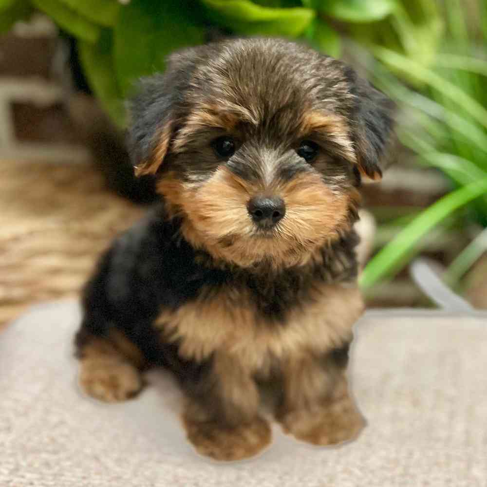 Female Yorkshire Terrier puppy for sale at Shake A Paw Green Brook.