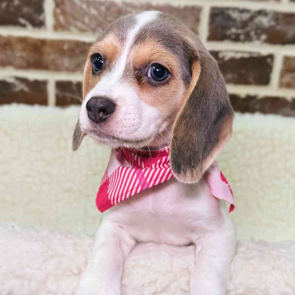 Female Beagle puppy for sale at Shake A Paw Union.