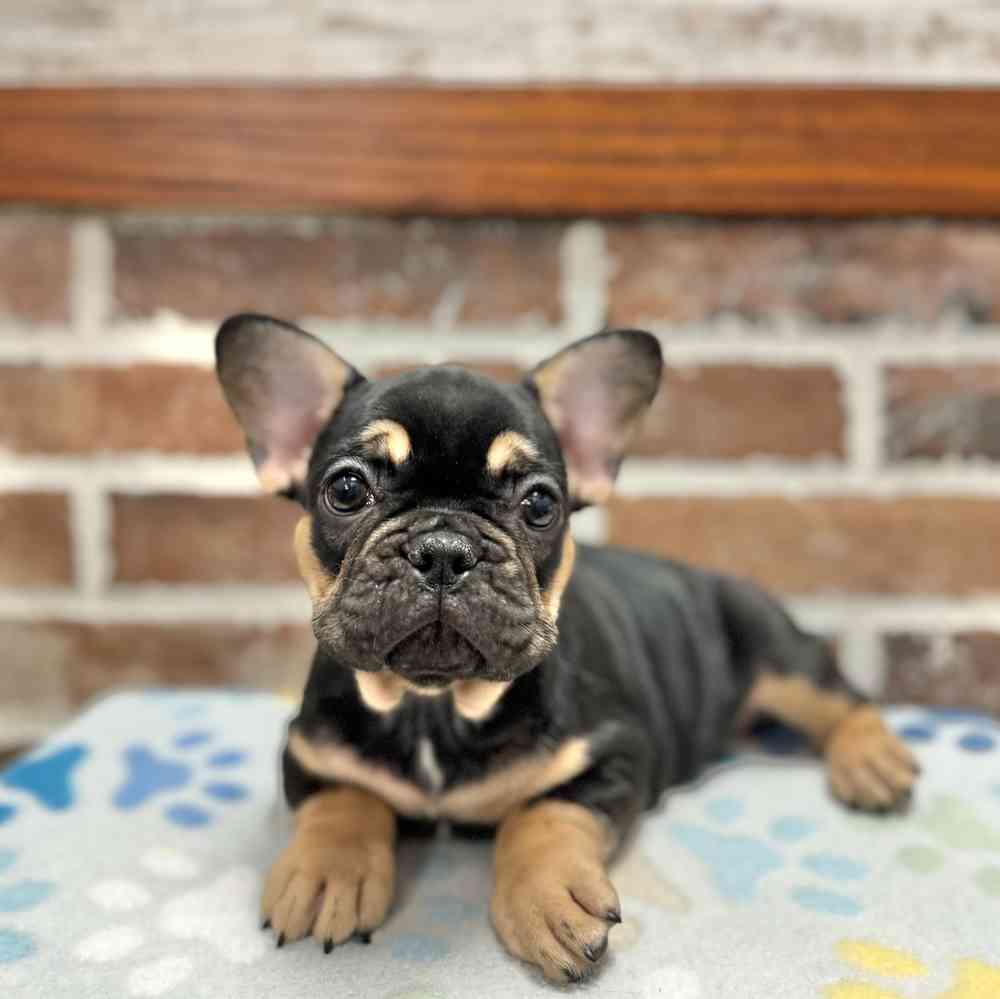Female French Bulldog puppy for sale at Shake A Paw Green Brook.