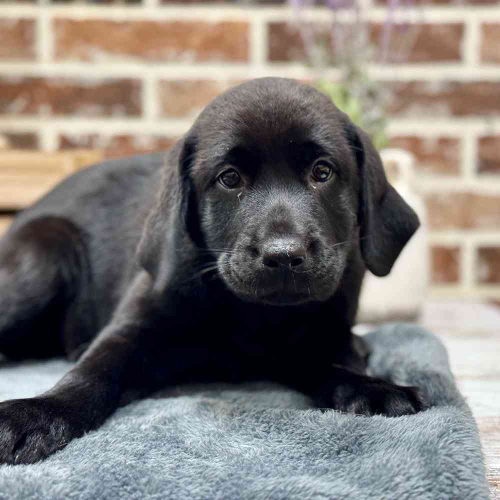 Female Labrador Retriever puppy for sale at Shake A Paw Union.