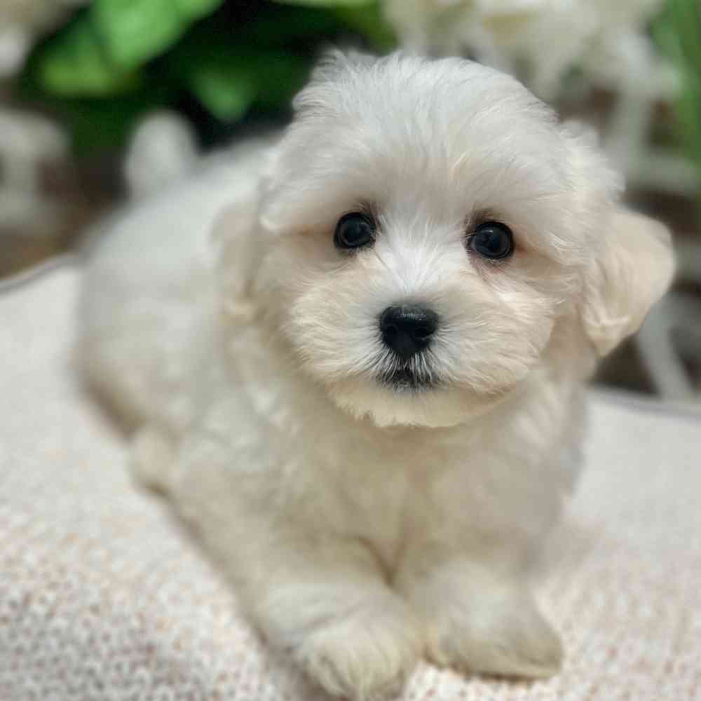 Male Havanese puppy for sale at Shake A Paw Green Brook.