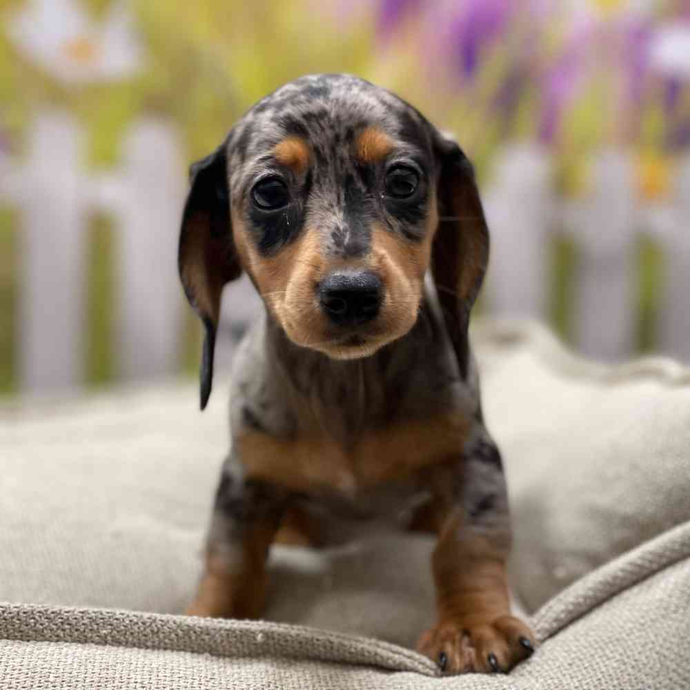 Female Dachshund puppy for sale at Shake A Paw Union.