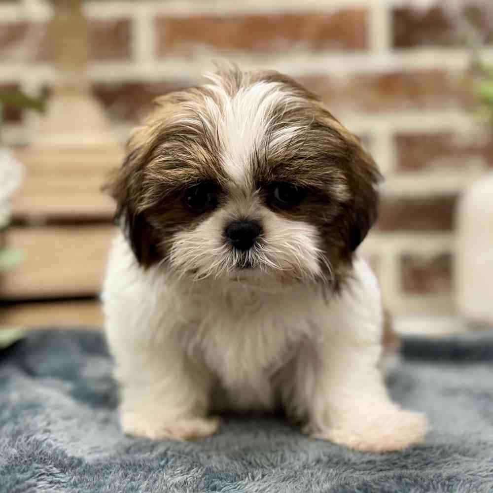 Female Shih Tzu puppy for sale at Shake A Paw Union.