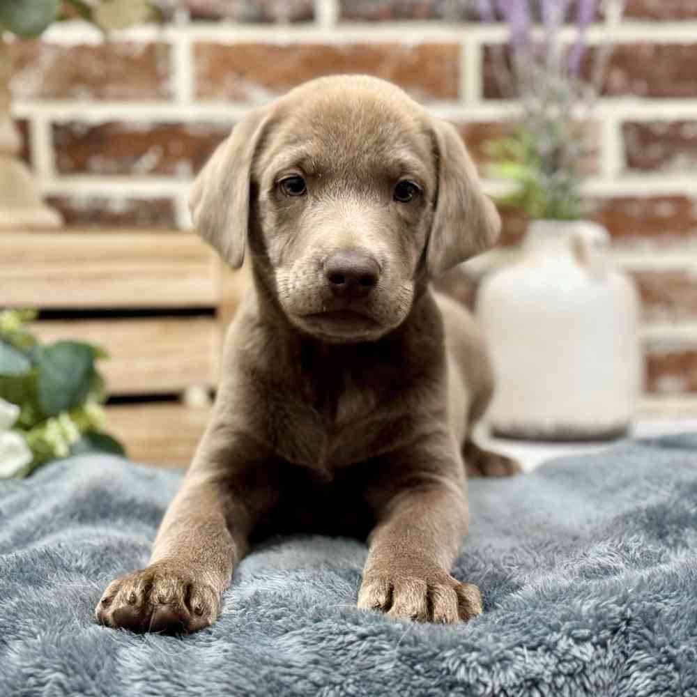 Male Labrador Retriever puppy for sale at Shake A Paw Union.