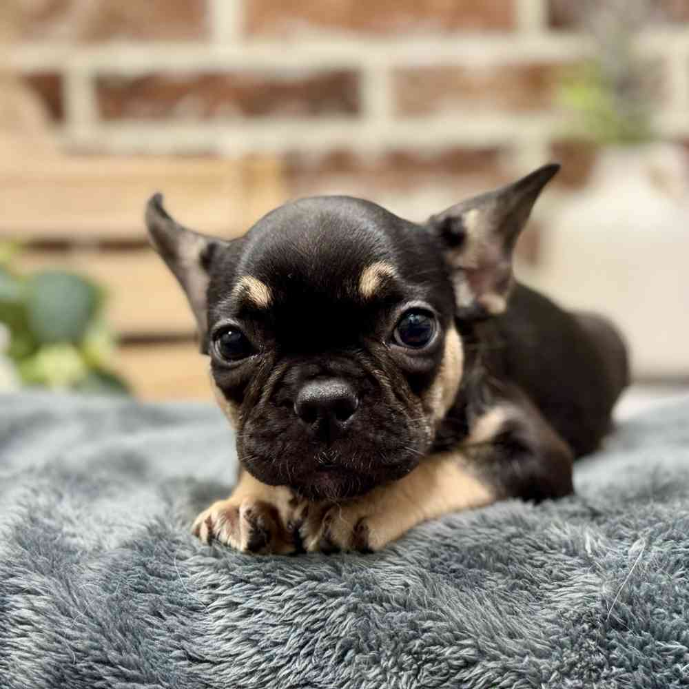 Female French Bulldog puppy for sale at Shake A Paw Union.