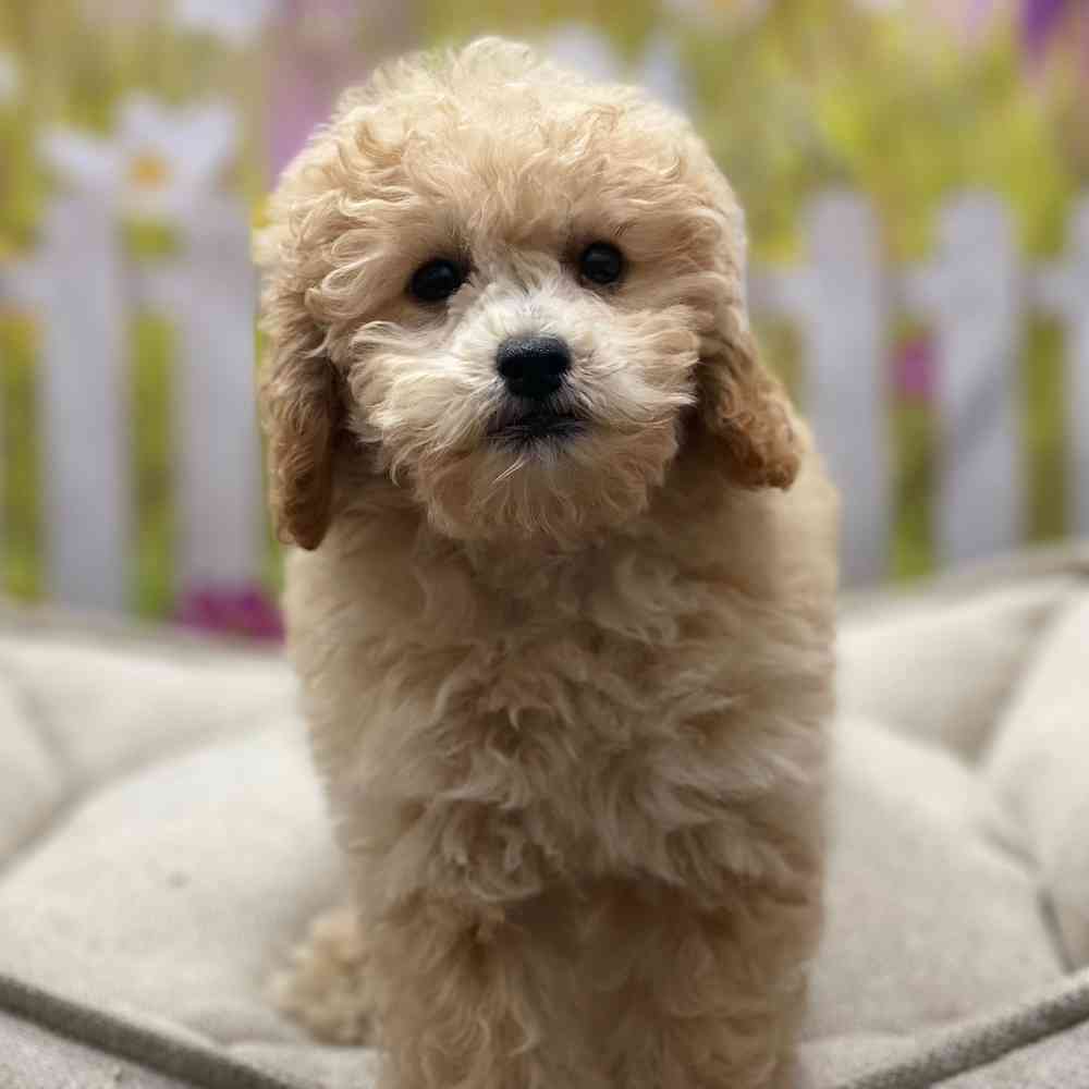 Female Mini Goldendoodle 2Nd Gen puppy for sale at Shake A Paw Union.