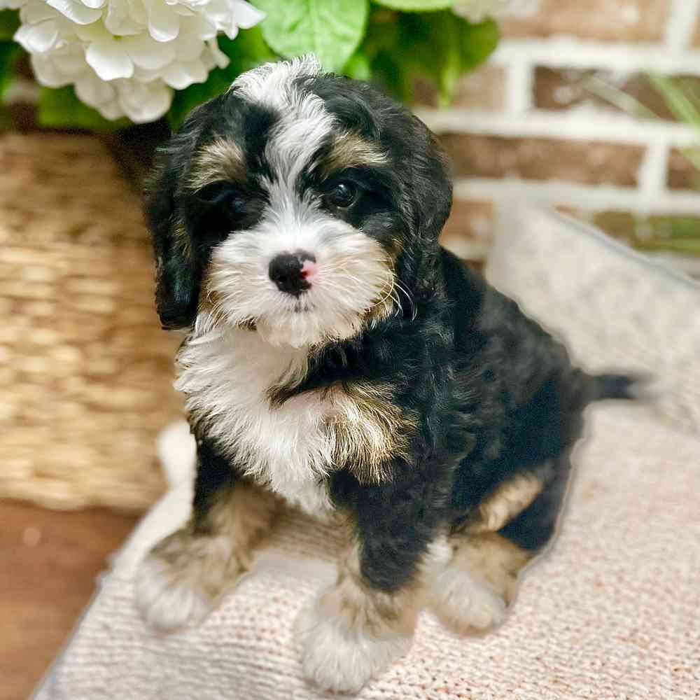 Male Mini Bernedoodle 2Nd Gen puppy for sale at Shake A Paw Green Brook.