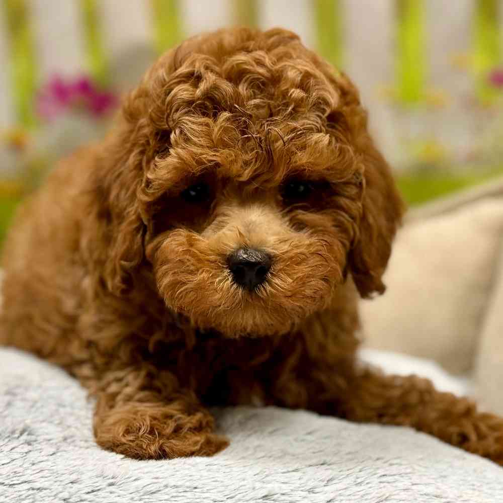 Male Poodle puppy for sale at Shake A Paw Union.