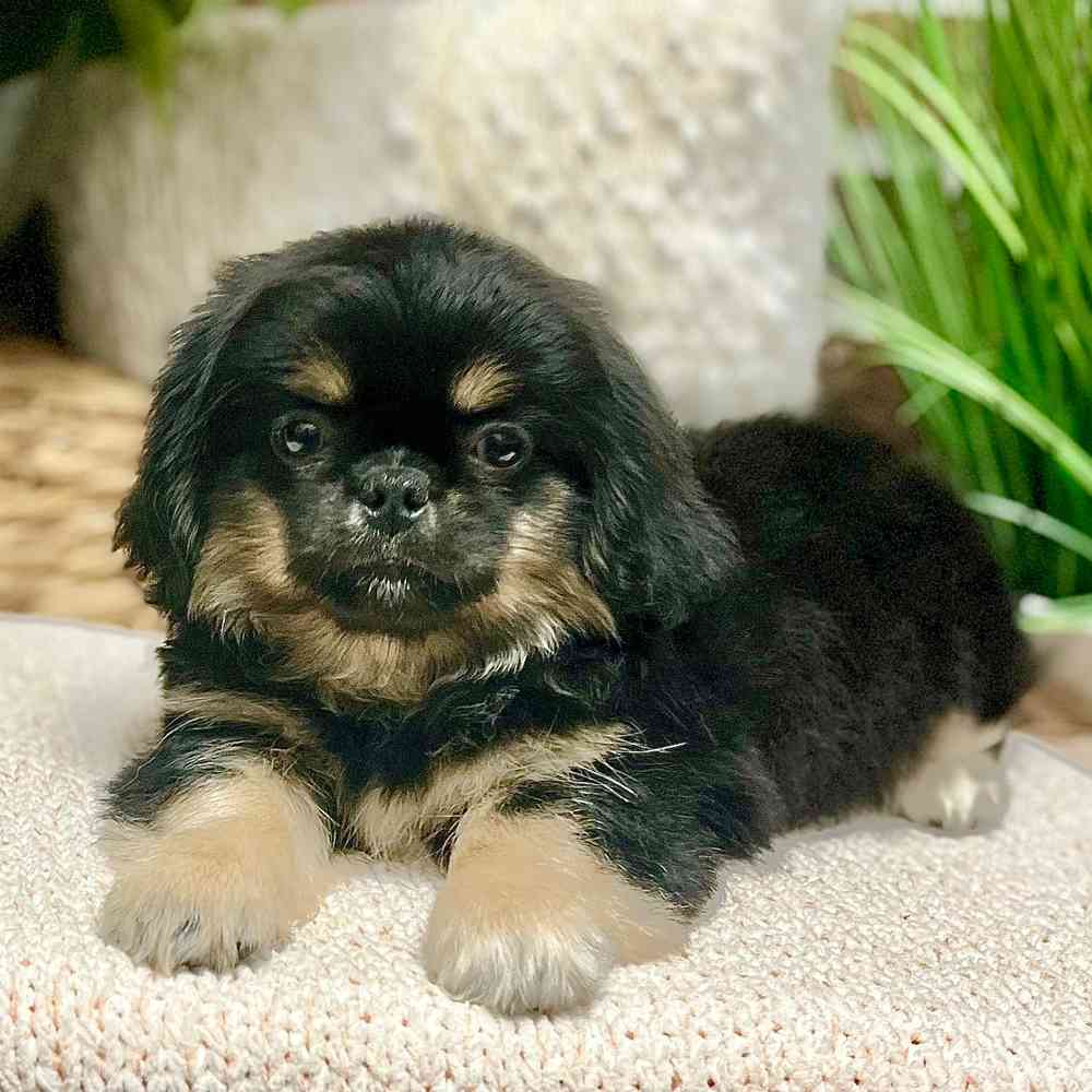 Male Pekingese puppy for sale at Shake A Paw Green Brook.