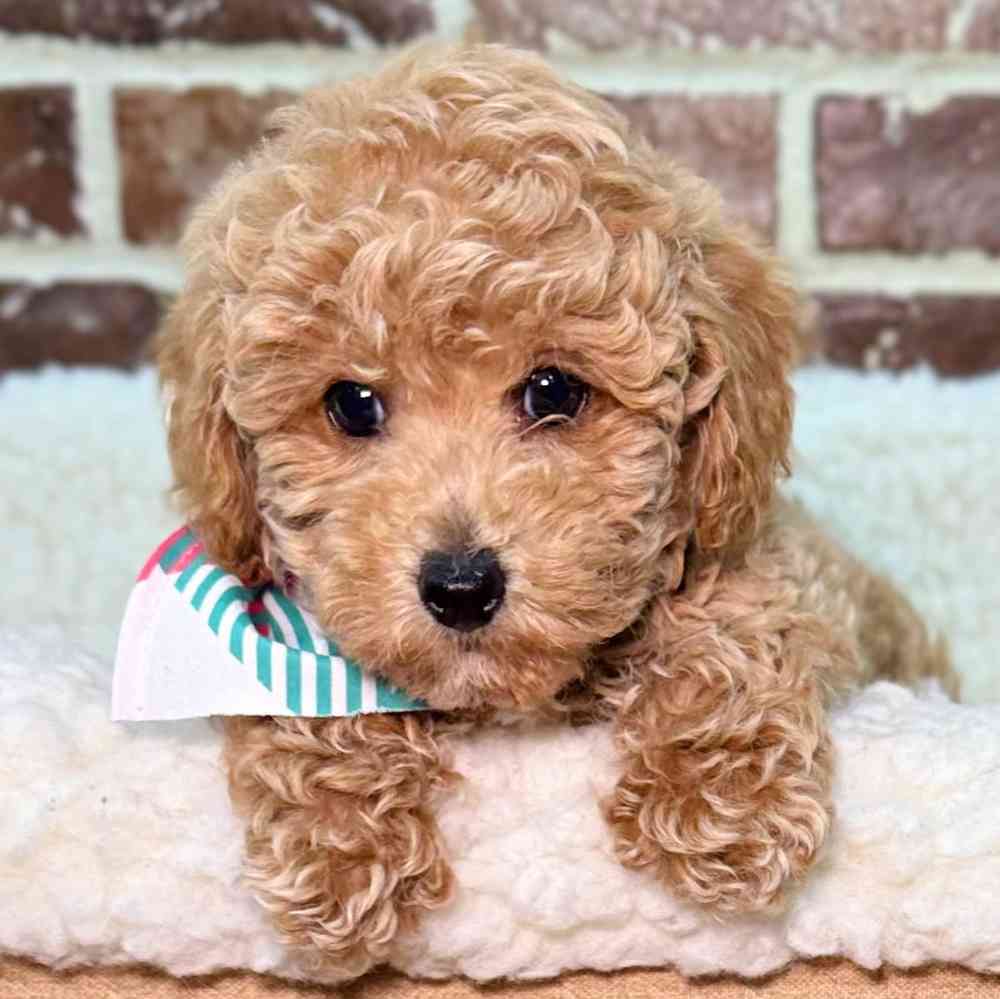 Male Poodle puppy for sale at Shake A Paw Union.