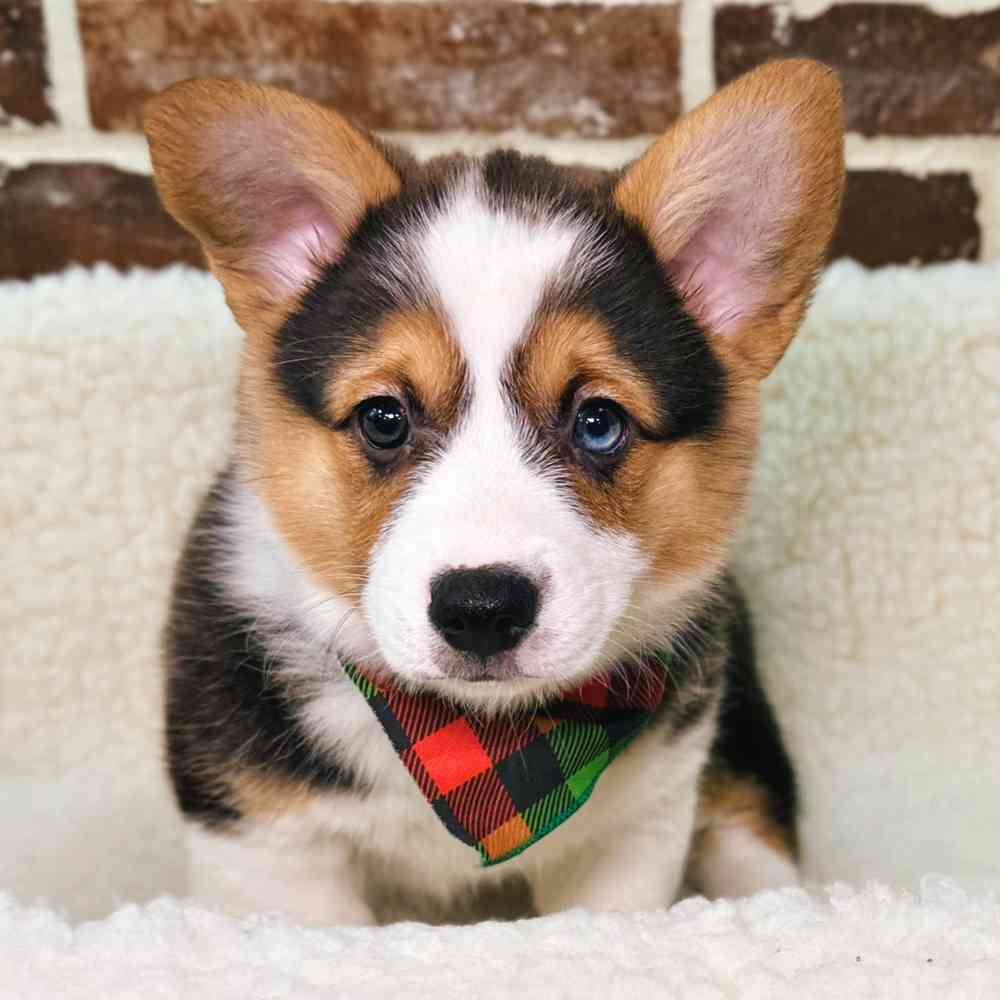 Female Pembroke Welsh Corgi puppy for sale at Shake A Paw Union.