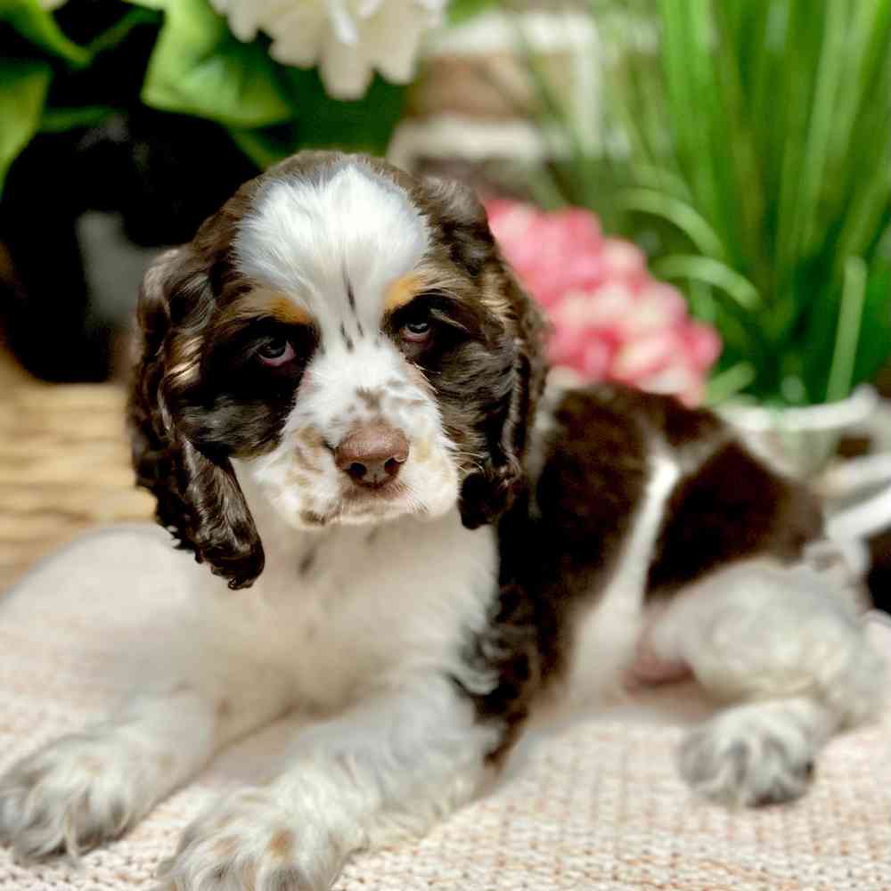 Male Cocker Spaniel puppy for sale at Shake A Paw Green Brook.
