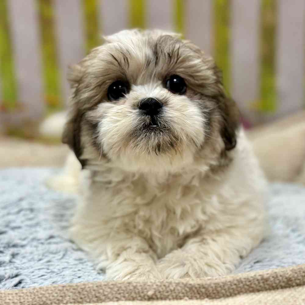 Female Shih Tzu / Bichon puppy for sale at Shake A Paw Union.