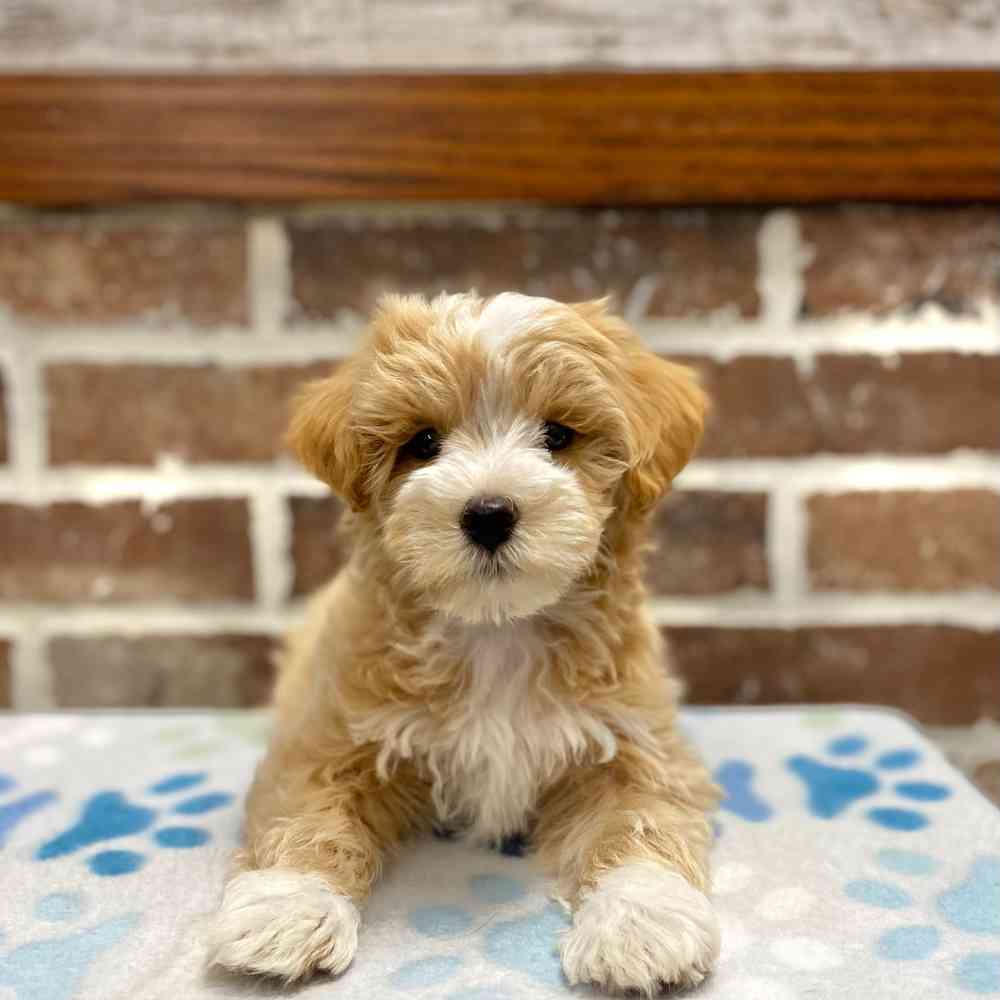 Male Maltipoo puppy for sale at Shake A Paw Green Brook.