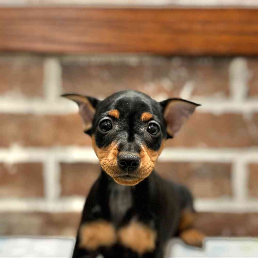 Female Miniature Pinscher puppy for sale at Shake A Paw Green Brook.