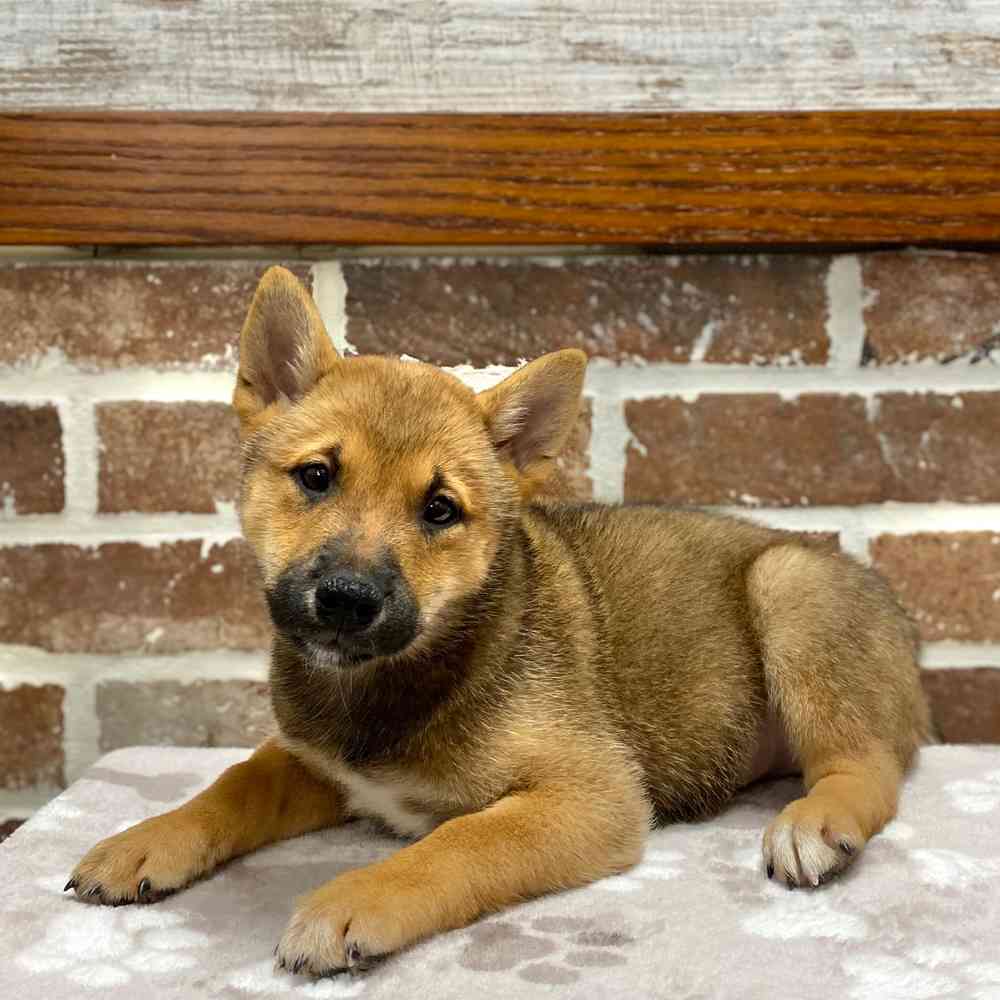 Male Shiba Inu puppy for sale at Shake A Paw Green Brook.