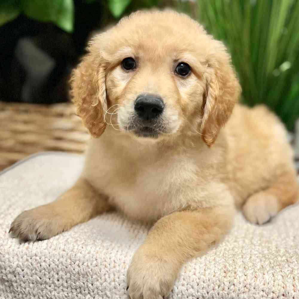 Female Golden Retriever puppy for sale at Shake A Paw Green Brook.