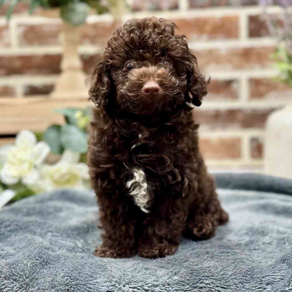 Male Poodle puppy for sale at Shake A Paw Union.