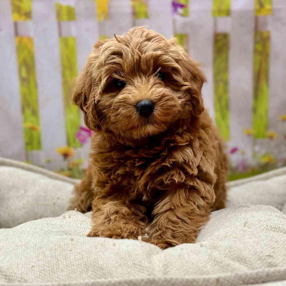 Female Mini Labradoodle 2Nd Gen puppy for sale at Shake A Paw Union.