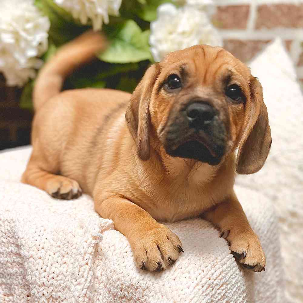 Male Puggle puppy for sale at Shake A Paw Green Brook.