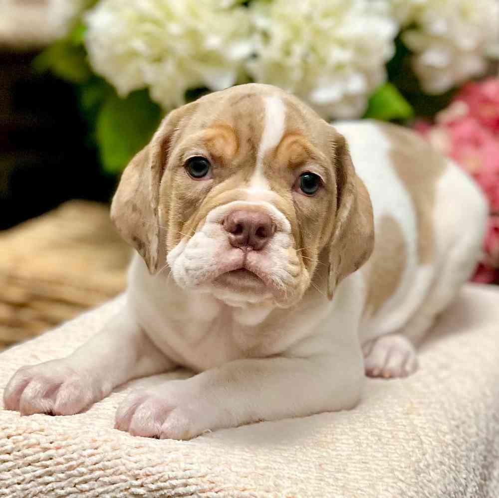 Male Beabull puppy for sale at Shake A Paw Green Brook.