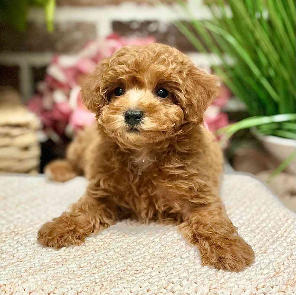 Female Poodle puppy for sale at Shake A Paw Green Brook.