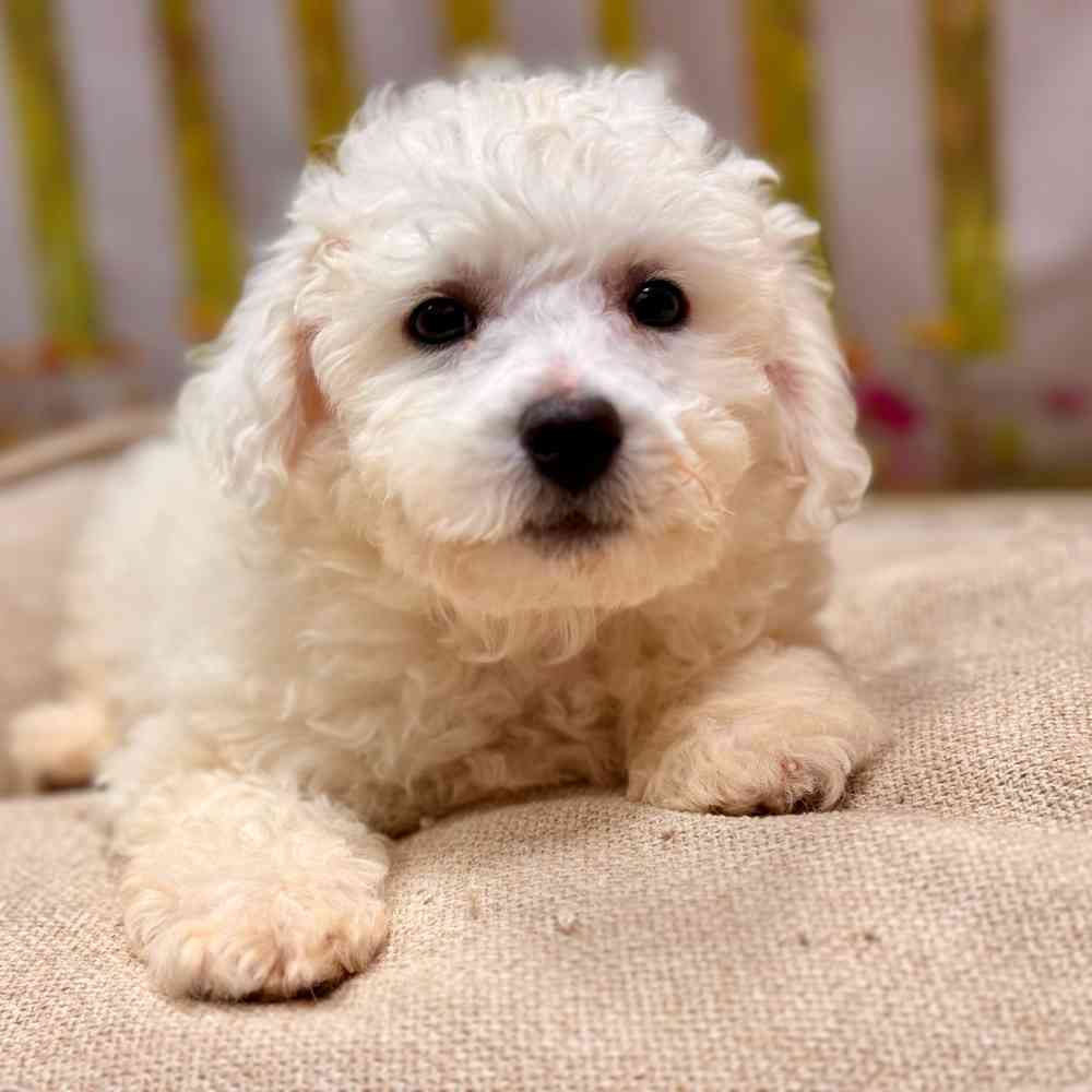 Male Bichon Frise puppy for sale at Shake A Paw Union.