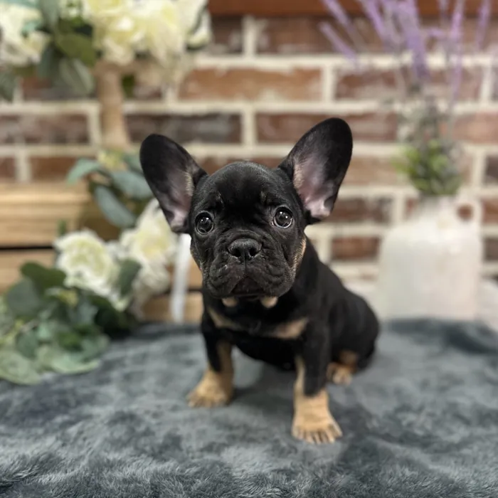Female French Bulldog puppy for sale at Shake A Paw Union.