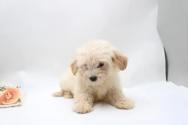Female Maltese / Yorkie puppy for sale at Shake A Paw Union.
