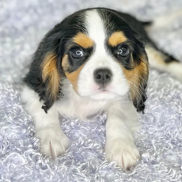 Male Cavalier King Charles Spaniel puppy for sale at Shake A Paw Green Brook.