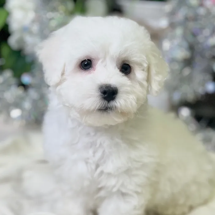 Male Bichon Frise puppy for sale at Shake A Paw Green Brook.