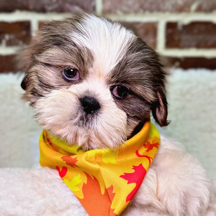 Male Shih Tzu puppy for sale at Shake A Paw Union.