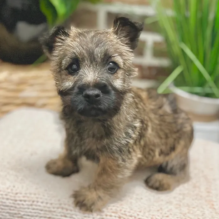Male Cairn Terrier puppy for sale at Shake A Paw Green Brook.