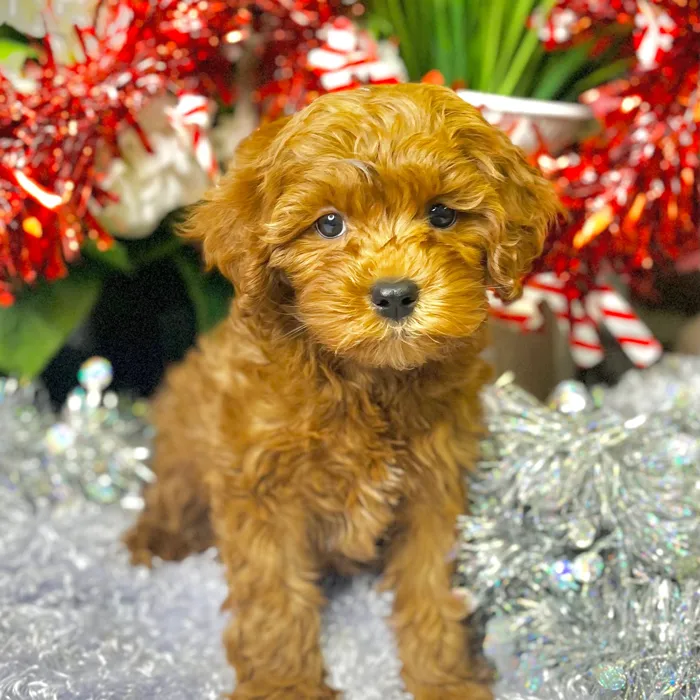 Male Cockapoo 2Nd Gen puppy for sale at Shake A Paw Green Brook.