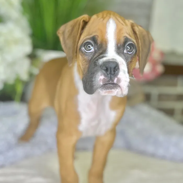 Male Boxer puppy for sale at Shake A Paw Green Brook.